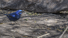 Cyanocompsa parellina