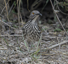 Toxostoma longirostre