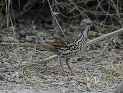 Toxostoma longirostre