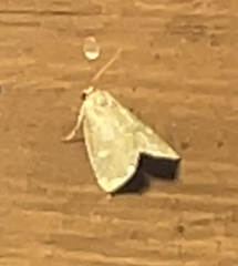 Psilocorsis reflexella