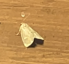 Psilocorsis reflexella