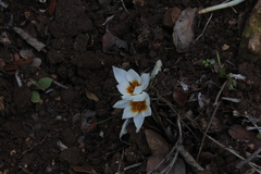 Crocus hyemalis