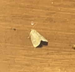 Psilocorsis reflexella