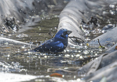 Cyanocompsa parellina