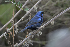 Cyanocompsa parellina