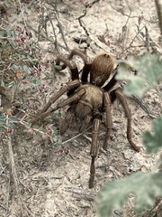 Aphonopelma chalcodes