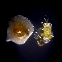 Aphelinidae