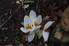 Crocus hyemalis