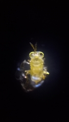 Aphelinidae