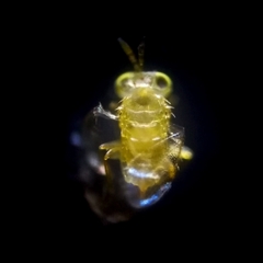 Aphelinidae
