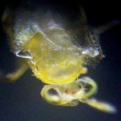 Aphelinidae