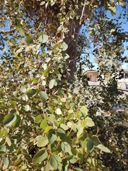 Eucalyptus leucoxylon