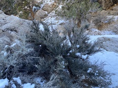 Cercocarpus intricatus