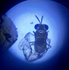 Aphelinidae