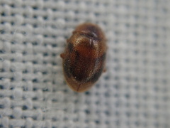 Rhyzobius chrysomeloides