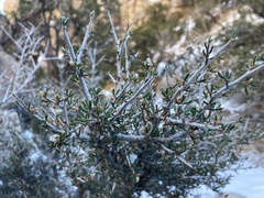Cercocarpus intricatus
