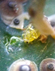 Aphelinidae