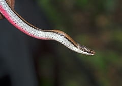 Liophidium rhodogaster