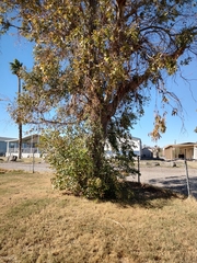 Eucalyptus leucoxylon