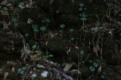 Umbilicus intermedius