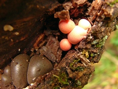 Lycogala epidendrum