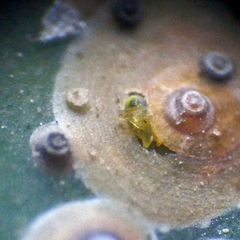 Aphelinidae