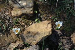 Crocus hyemalis