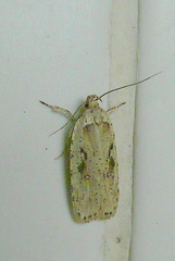 Agonopterix ocellana
