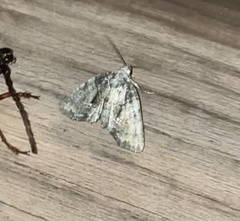 Chytonix palliatricula