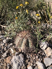 Echinocactus horizonthalonius