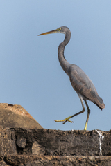 Egretta gularis