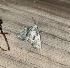 Chytonix palliatricula