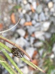 Odontotarsus