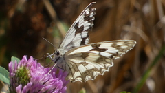 Melanargia lachesis