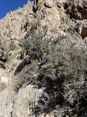 Cercocarpus intricatus