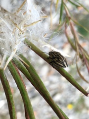 Odontotarsus