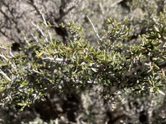 Cercocarpus intricatus