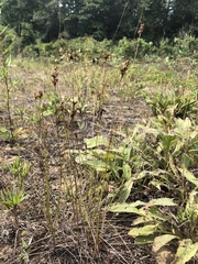 Juncus greenei