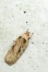 Agonopterix ocellana