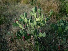 Opuntia rioplatense