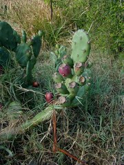Opuntia rioplatense