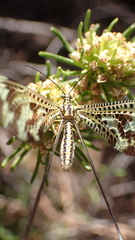 Nemoptera bipennis