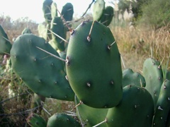 Opuntia rioplatense