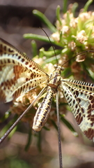 Nemoptera bipennis