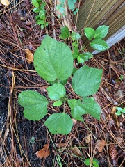 Triumfetta semitriloba