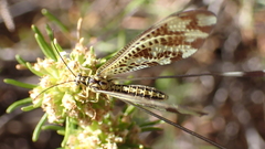 Nemoptera bipennis