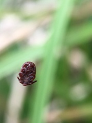 Dermacentor marginatus