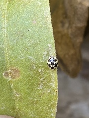 Psyllobora picta