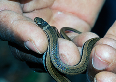 Liophidium rhodogaster