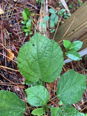 Triumfetta semitriloba